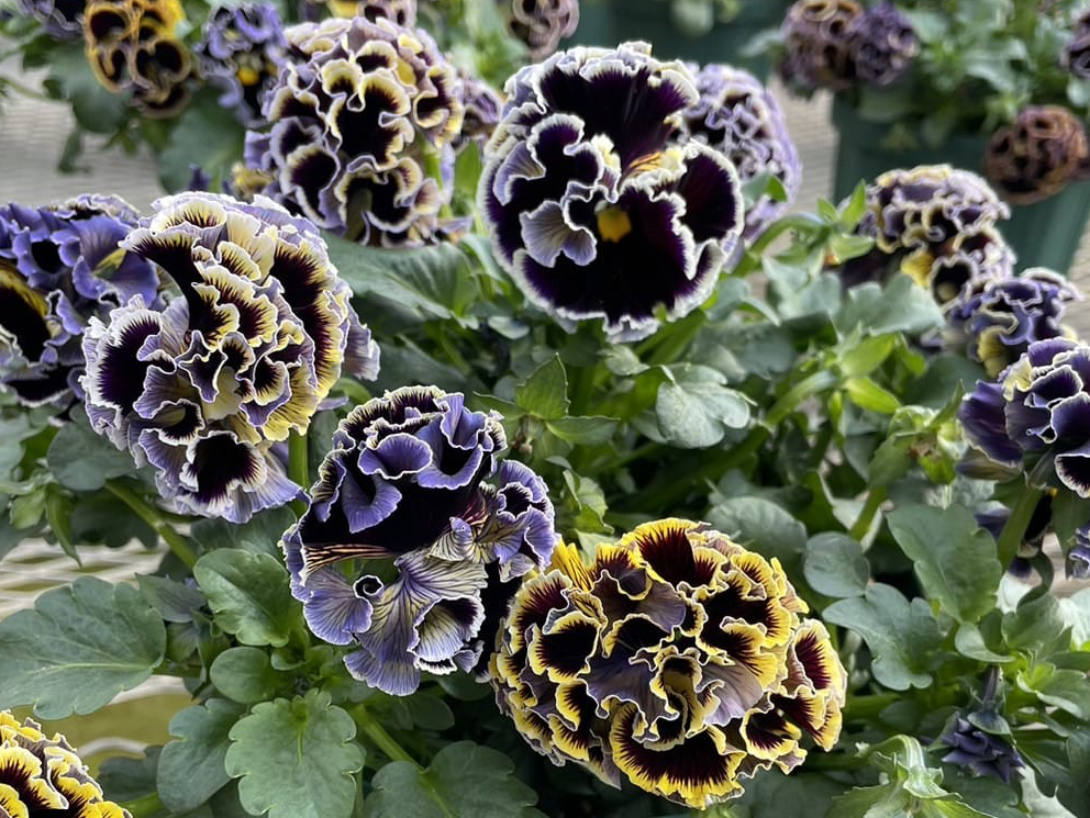 Pansies